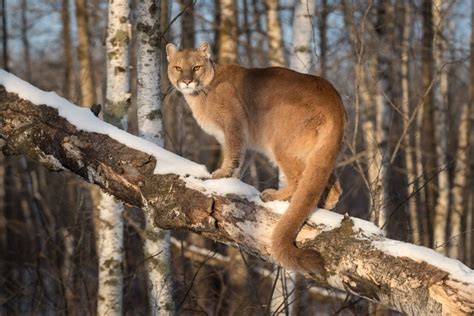 are there wild cats in wisconsin popular breeds with pictures hepper