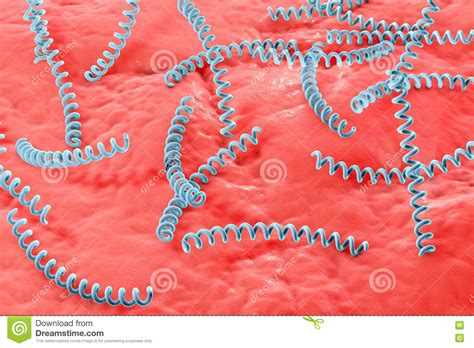 bacteria   syphilis treponema pallidum stock