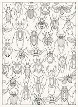 Insects Postcards Arthropod Insectos Basford Johanna Bordado Colour Zentangles Anatomie Insekten Drucktechnik Insectes Bichitos Patrones Beetle Tatuajes Bordados Líneas Plastique sketch template