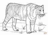 Tiger Coloring Pages Tooth Saber Printable Tigers Color Bengal Duck Colouring Realistic Outline Sabre Print Drawing Book Kids Version Getcolorings sketch template
