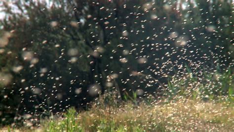 thousands  mosquito swarm stock footage video  shutterstock