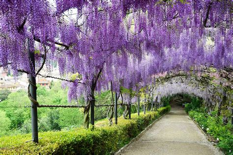 prune wisteria  homes  gardens