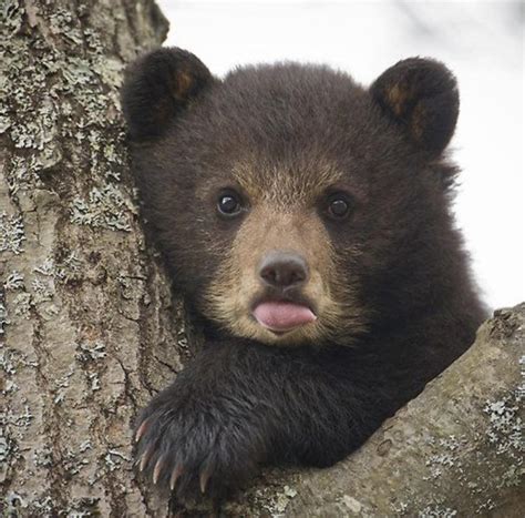 baby bear cub   tree rhardcoreaww