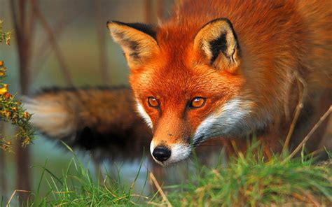 red fox vulpes vulpes prince georges county parents maryland blog