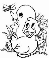 Coloring Pages Duck Cute Baby Fun Ducklings Children Animals sketch template
