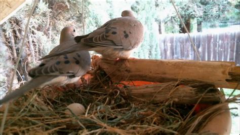 mourning dove family part  nesting laying  egg care youtube