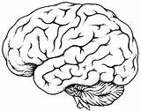 Cerebro Dibujo Gehirn Anatomy Pegatinas sketch template
