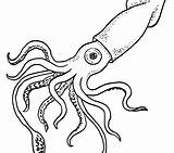 Squid Colossal Coloring Giant Getdrawings Drawing Pages sketch template
