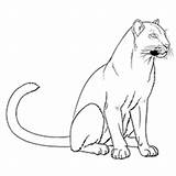 Panther Coloring Pages Florida Drawing Cougar Panthers Printable Outline Gators Carolina Color Kids Vector Getdrawings Simple Painting Dimensions Getcolorings Pink sketch template