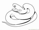 Ular Mewarnai Snake Rattlesnake Hewan Kataucap Diamondback Snakes Terbaru Binatang Insertion Clipartmag sketch template