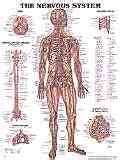 anatomical charts anatomy posters great  doctors