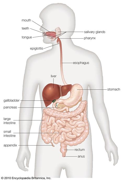 gastrointestinal tract definition organs diagram facts britannica
