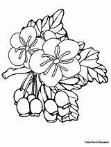 Hawthorn Coloring Pages Flower Flowers Drawing Plants Coloringonly Clipart Fiori Disegni Printable Library Clipartmag Blossom Advertisement Civil Sheets War Coloringpagebook sketch template