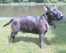 kampfhund wikipedia
