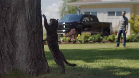 people  loving  cat  chevys  commercial heres