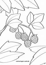 Himbeeren Malvorlage Obst sketch template