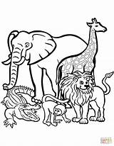 Endangered Coloring Pages Animals Animal Sheets Choose Board Save sketch template