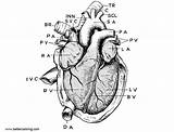 Coloring Anatomy Heart Pages Printable Adults Kids Color sketch template