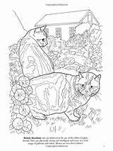 Coloring Cat Pages Book Amazon Soffer Ruth Lovers Breed Shorthair British Books Nature Dover sketch template