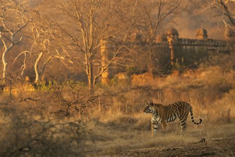 ranthambore   rare place   history   bend tigers