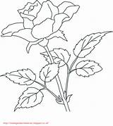 Bunga Mawar Mewarnai Realistic Paud Getcolorings Bermanfaat Jiwa Seni Semoga Kepada Kreatifitas Meningkatkan Kita sketch template