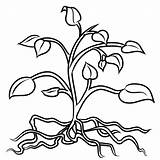 Roots Plant Coloring Pages Plants Clip Clipart Drawing Flower Tomato Tree Colouring Flowers Cliparts Trees Stem Leaves Root Drawings Printable sketch template