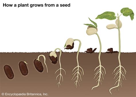exploring   stages  seed germination revolutionseeds