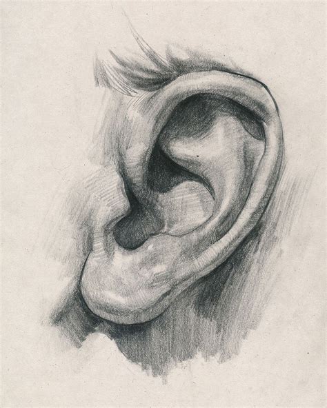 ear drawing reference  sketches  artists