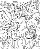 Coloring Pages Butterfly Adults Beautiful Kids sketch template