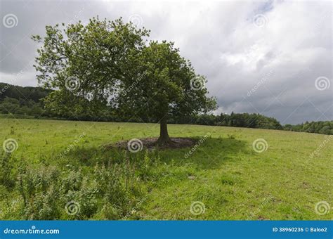 een eenzame boom stock foto image  bladeren gras