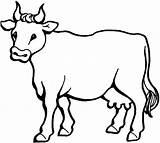 Vaca sketch template