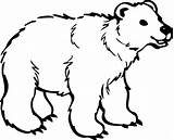 Bear Coloring Polar Pages Clip Clipart Printable Bears Template sketch template
