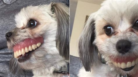 devious dog swipes dads dentures