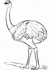 Coloring Emu Pages Bird Drawing Printable sketch template