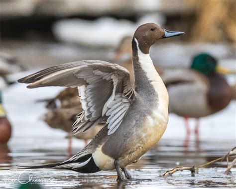 ducks archives birds calgary