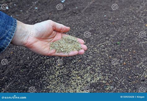 sowing grass seed   soil stock photo image  grass wreak