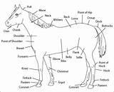 Horse Parts Body Printable Worksheet Horses Kids Template Charts Coloring Visit sketch template