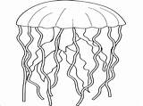 Jellyfish Coloring Pages Print Coloringbay sketch template