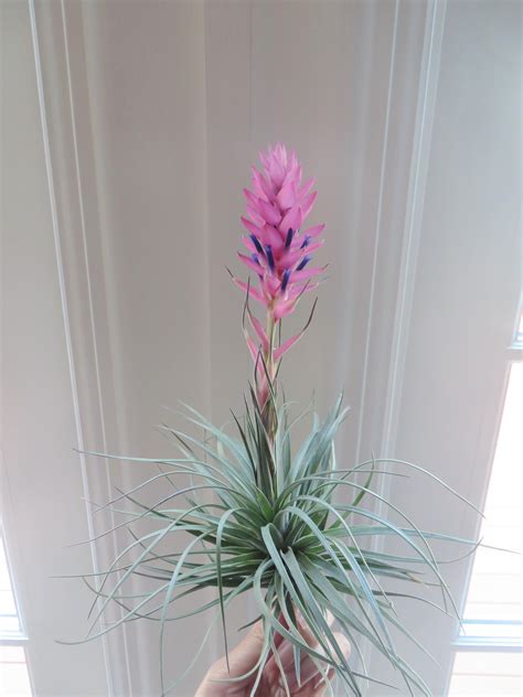 blooming stricta moonglow entire plant view rairplants