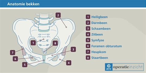afbeeldingsresultaat voor bekkengordel anatomie bekkens beenderen