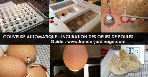 Les Poussins Incubation Et Rotation Des Oeufs De Poules