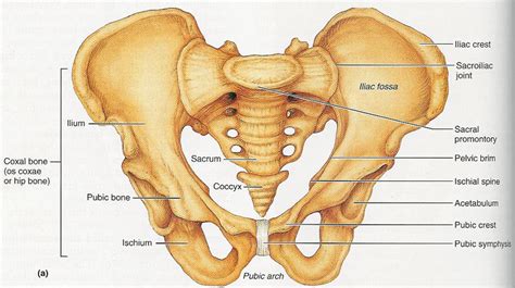 Iliac Crest Pain Fracture Bone Graft Location And Anatomy