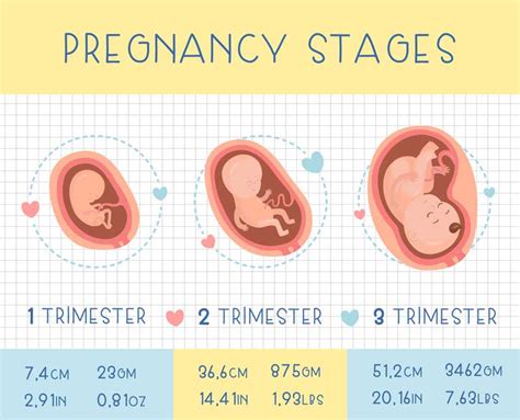 stages of pregnancy pregnancy trimesters urban mamaz