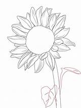 Sonnenblume Sunflowers Sonnenblumen Aquarell Tournesol Girassol Zeichnung Malen Harunmudak Doodles Girasoles Desenhar Blume Girasol Dessiner Kurse Getdrawings Drawcentral sketch template