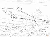 Shark Coloring Pages Bull Realistic Drawing Megalodon Printable Goblin Outline Sharks Haai Adults Color Fish Kids Ocean Sheets Sea Animals sketch template