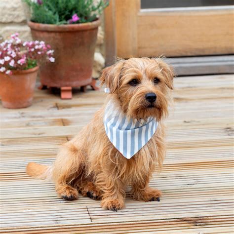 personalised dog neckerchiefs  mutts hounds notonthehighstreetcom