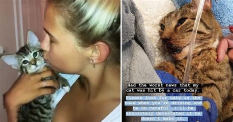 molly mae hague s cat fights for its life after being hit by a car