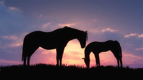 wallpaper sunset grass sky silhouette evening wildlife baby