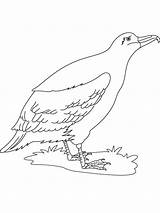Albatross Coloring Pages Bird Cute Birds Recommended Coloringbay Template sketch template