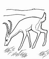 Antilope Coloriages sketch template